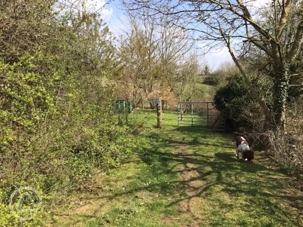 Dog walking area with a bin and bag dispenser