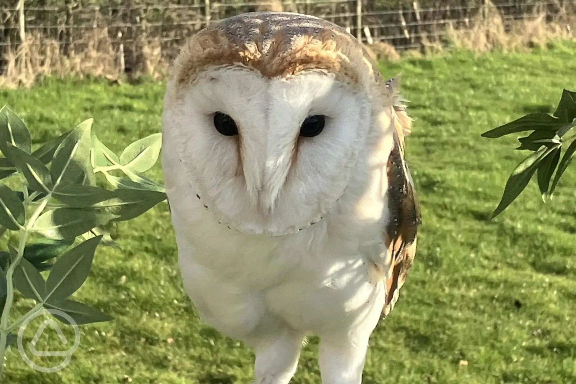 Owls on site