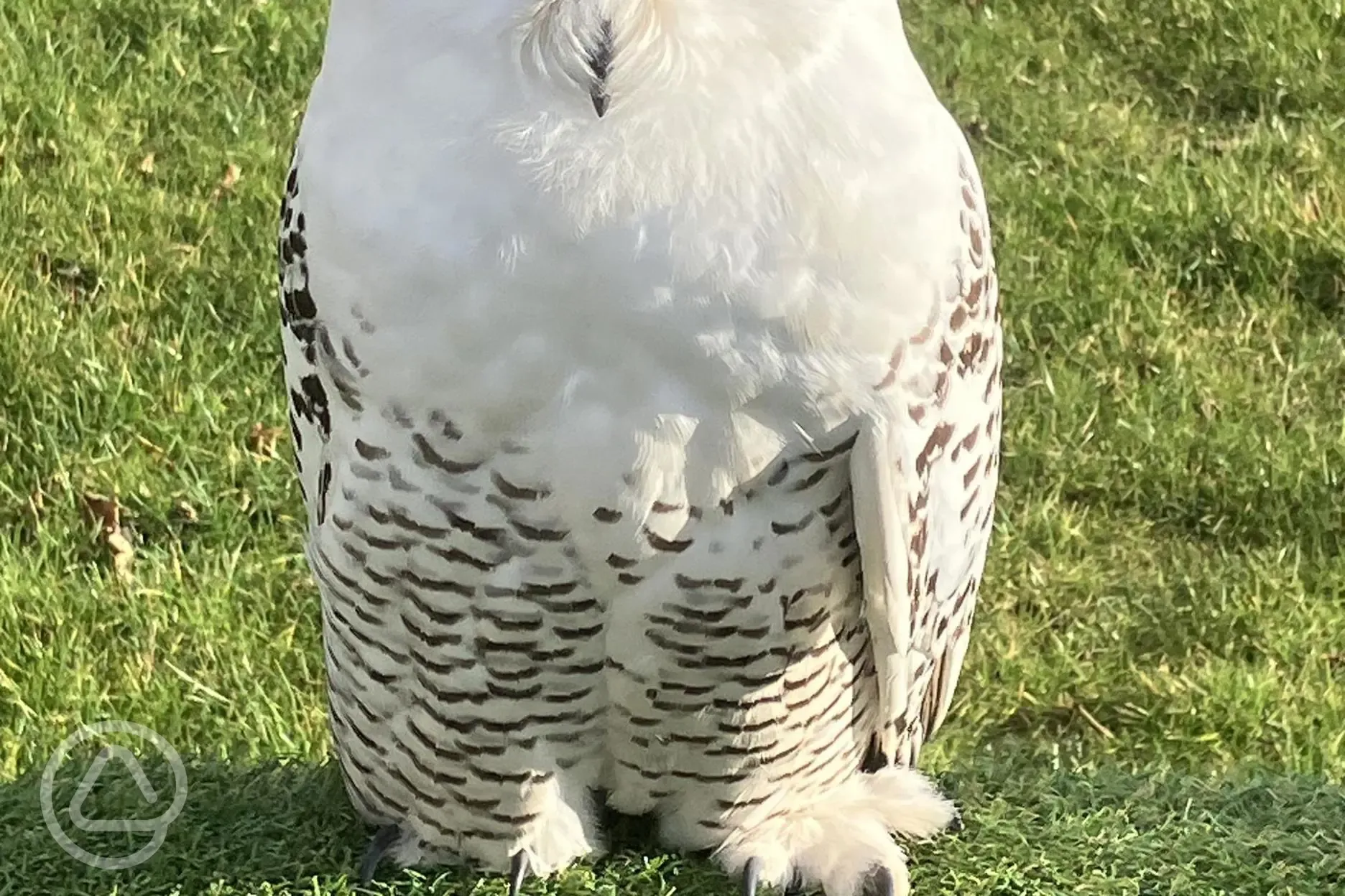 Owls on site