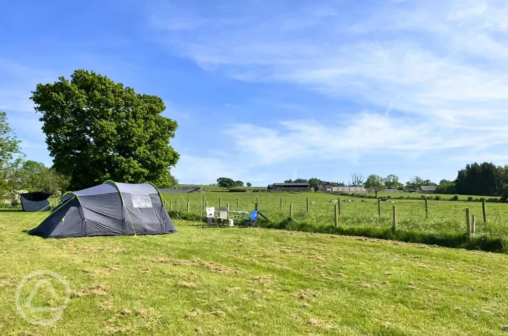 Electric grass tent pitches