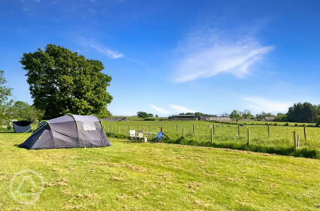 Electric grass tent pitches