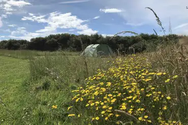 Wildflower Meadow Pitch