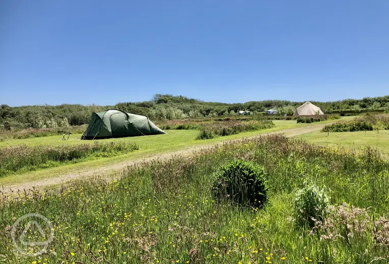 Meadow pitches at Little Haven Campsite