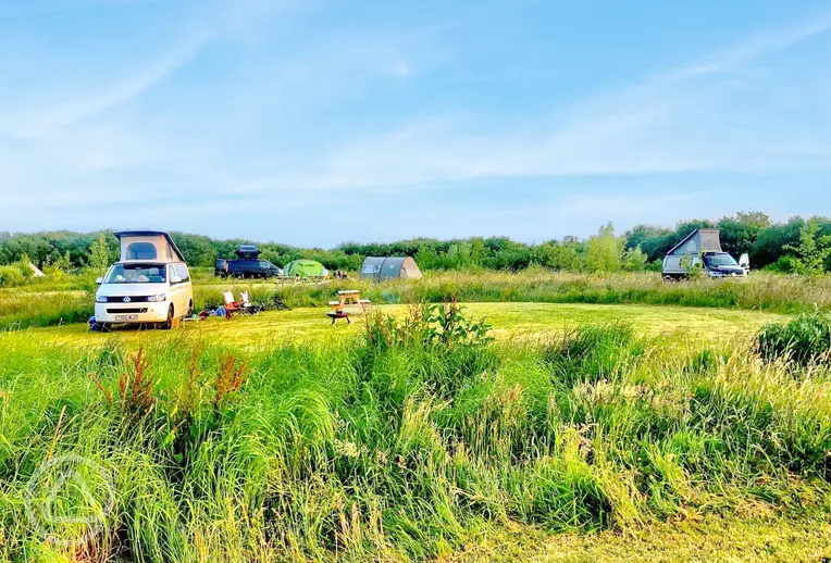 Non electric grass pitches separated by wild grass at Little Haven Campsite
