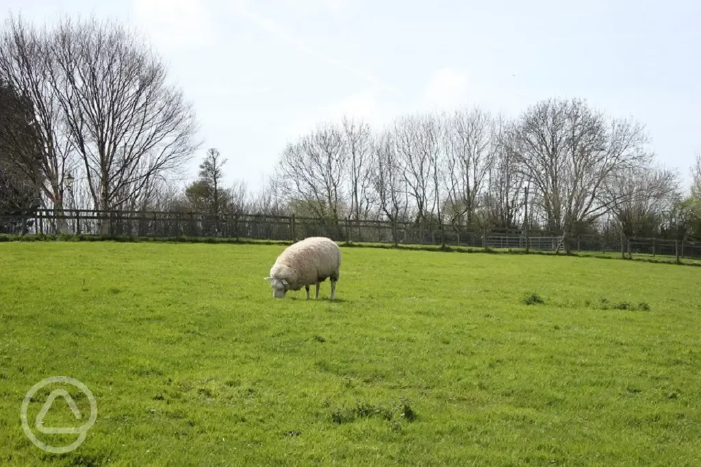 Sheep at Washingpool Farm 
