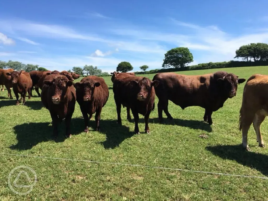 Cattle at Washingpool Farm 