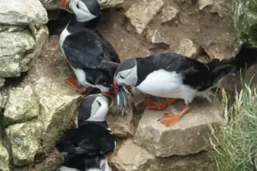 The Wold Farm Puffins