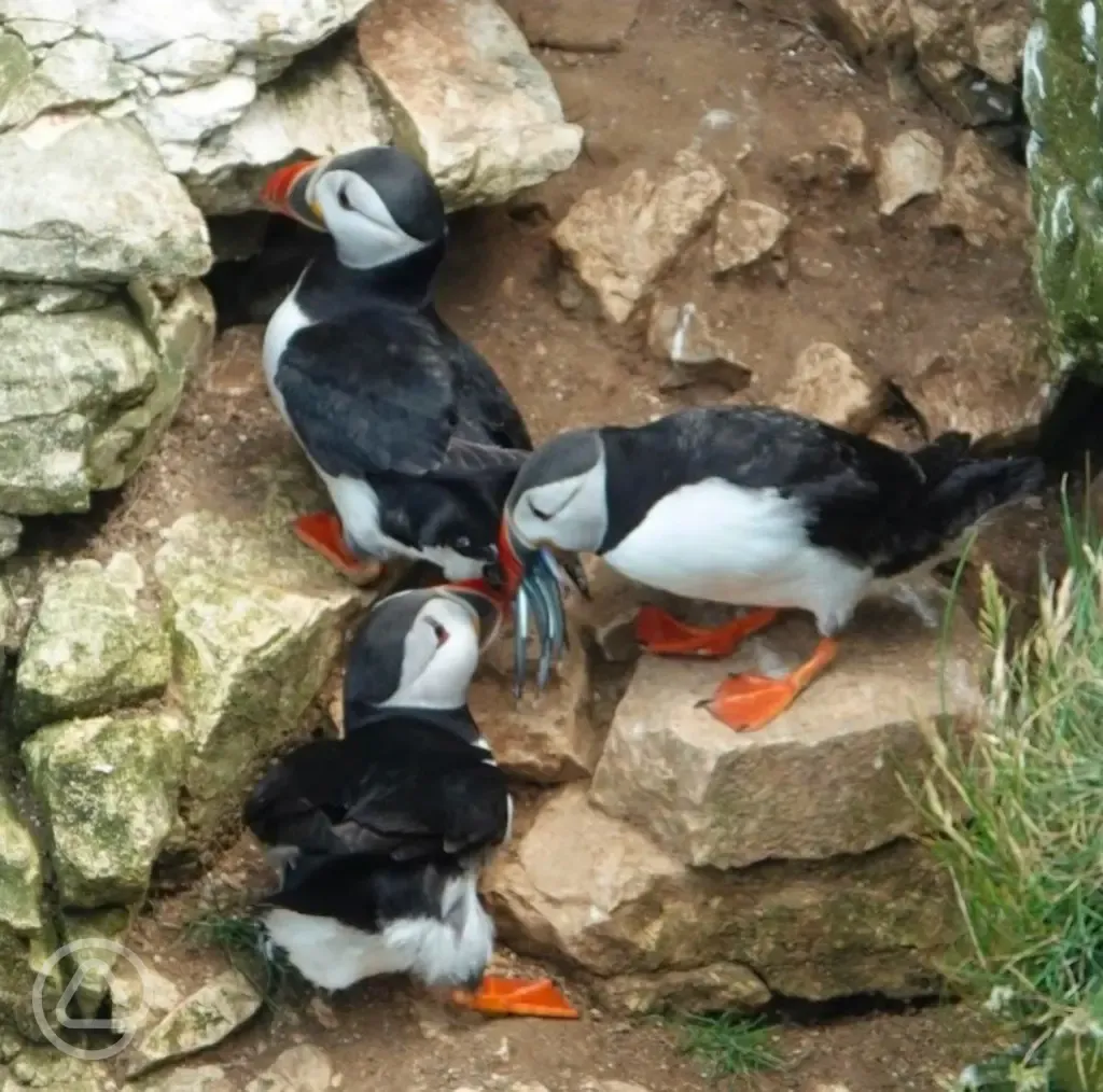 Local puffins