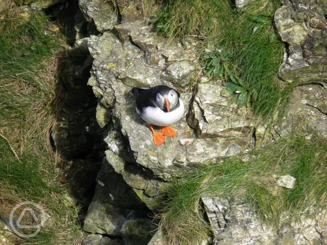 Local puffins