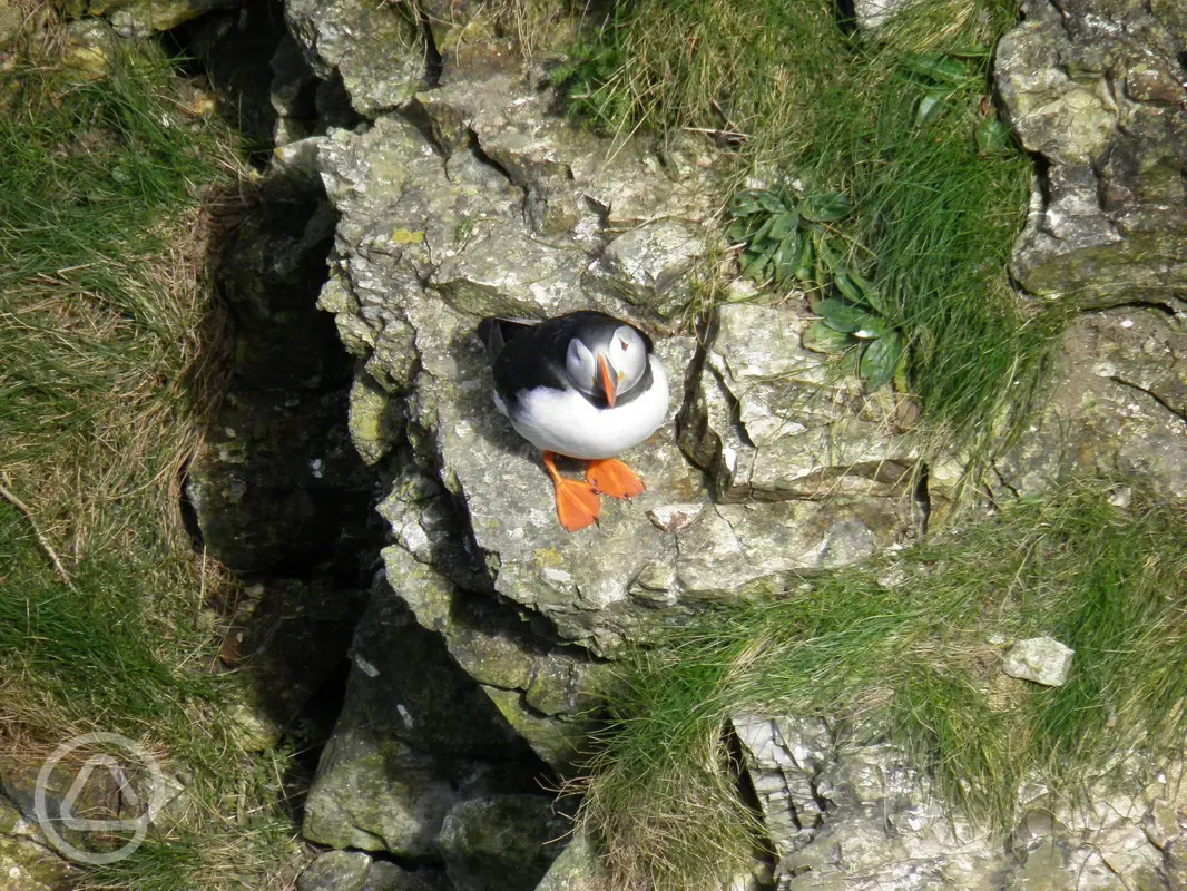 Puffins nearby