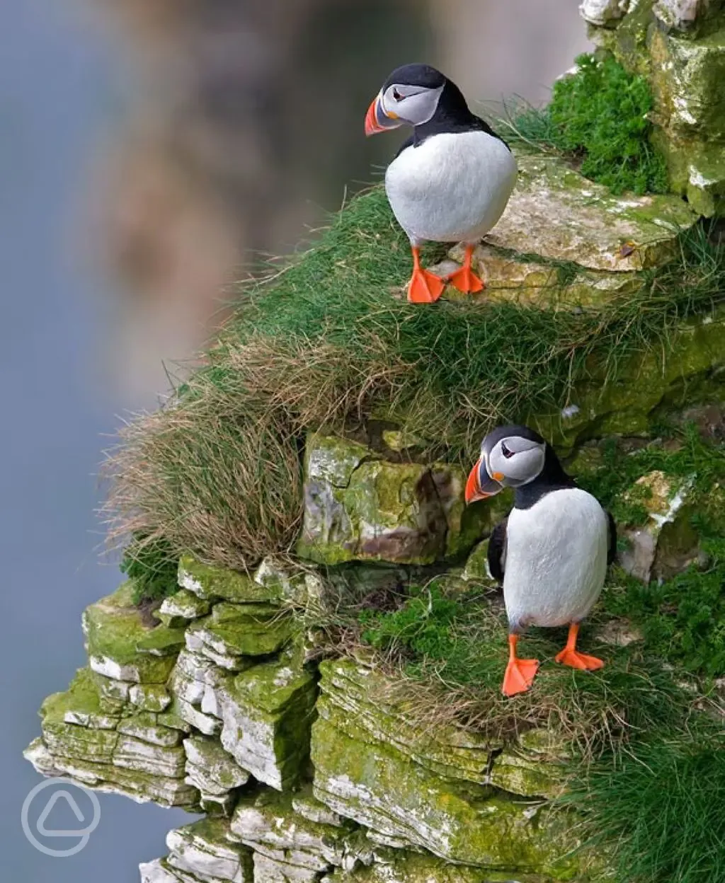 Local puffins