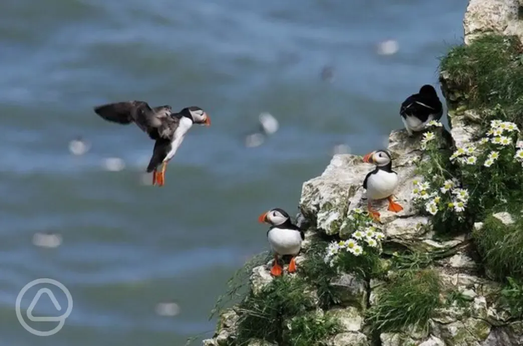 Local puffins at Flamborough Head (often seen from May to July)