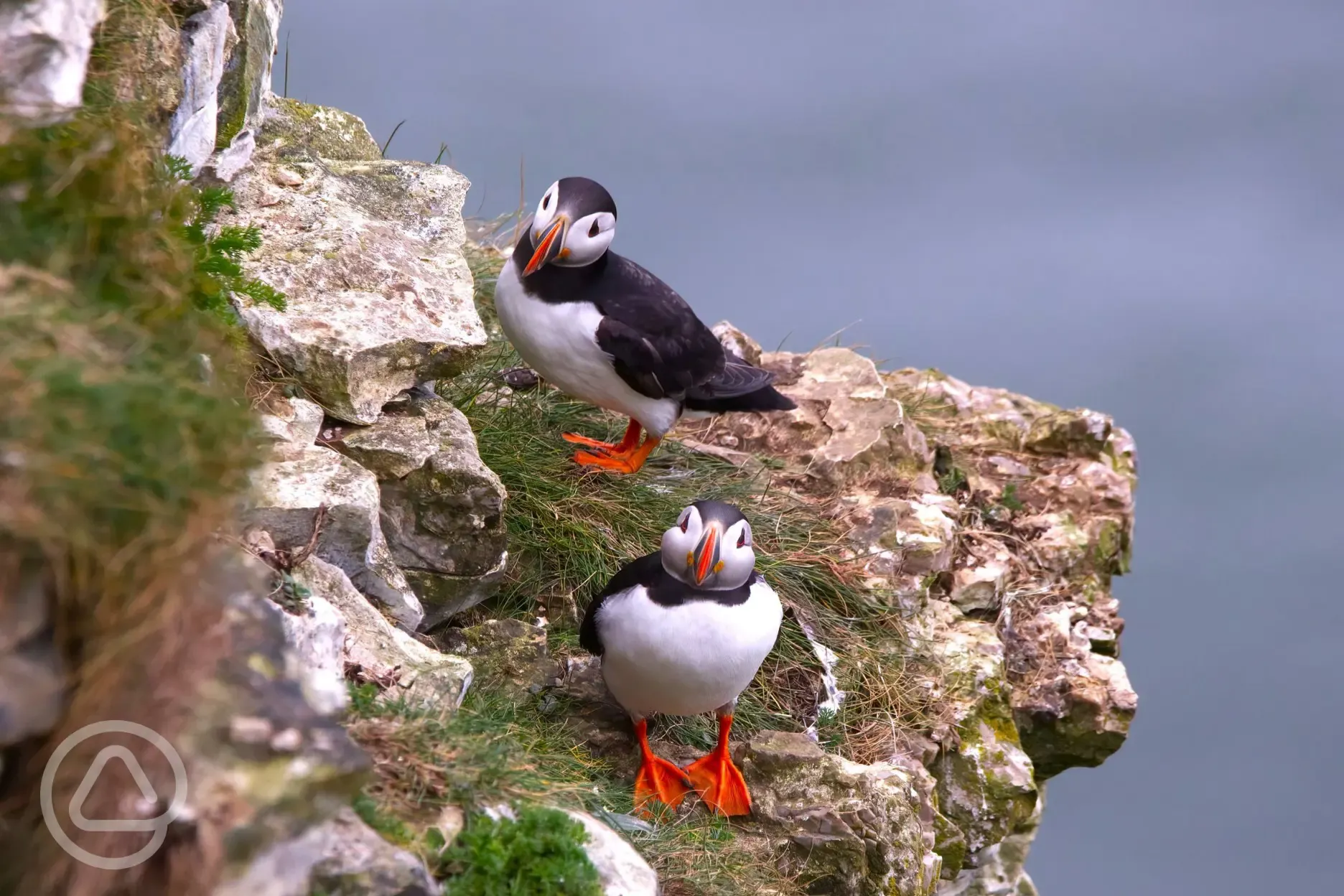 Local puffins at Flamborough Head (often seen from May to July)