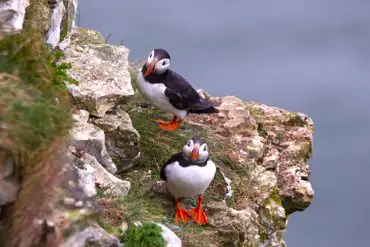 Local puffins at Flamborough Head (often seen from May to July)