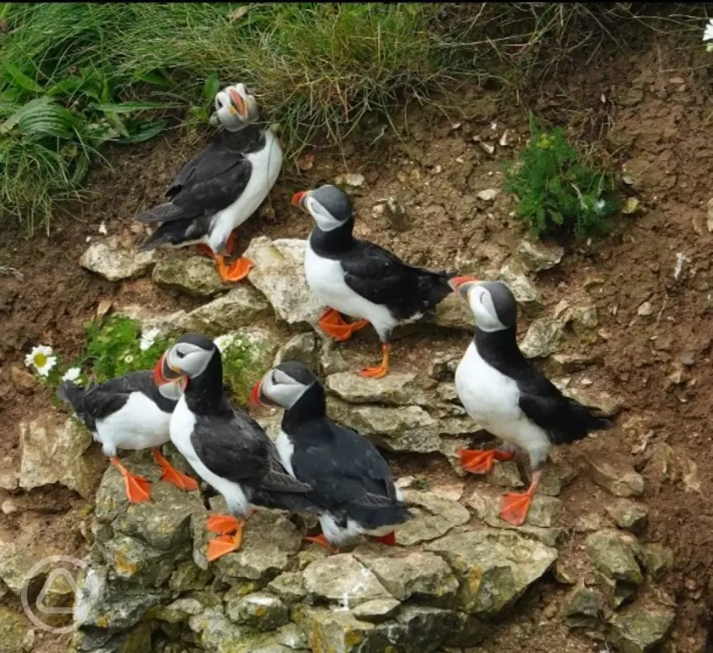Local puffins