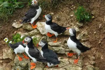 The Wold Farm Puffins
