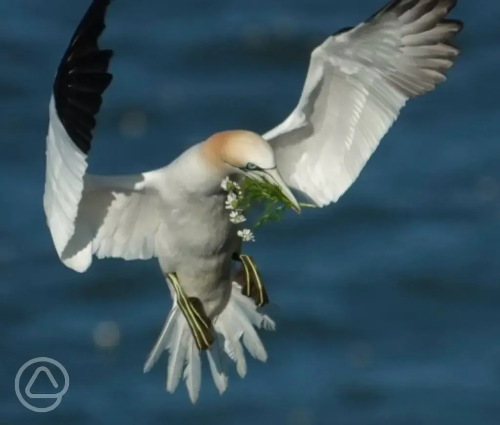 Local gannets at Flamborough Head