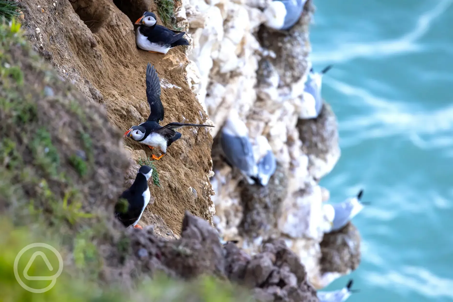 Local puffins at Flamborough Head (often seen from May to July)