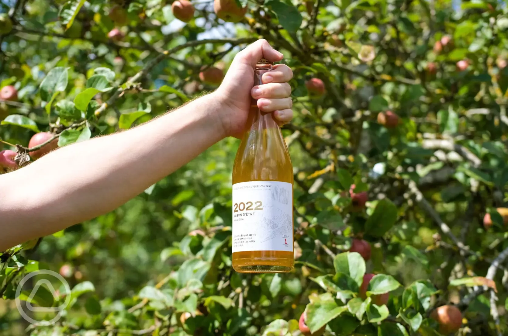 Cider shop - Raison d'Être