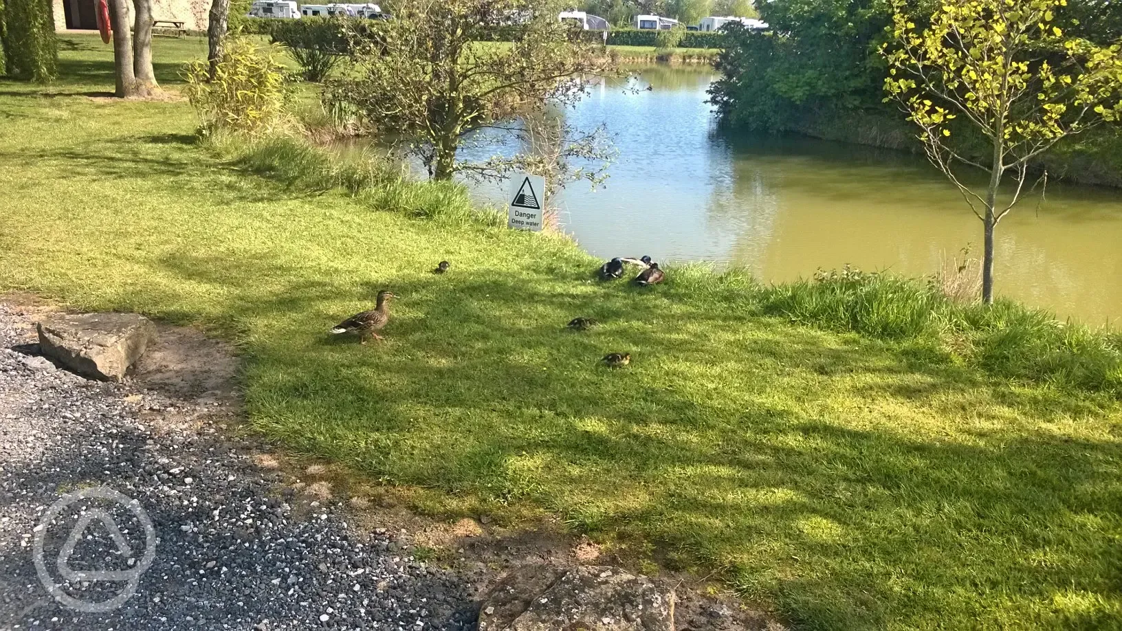 Our resident ducks at York Caravan Park