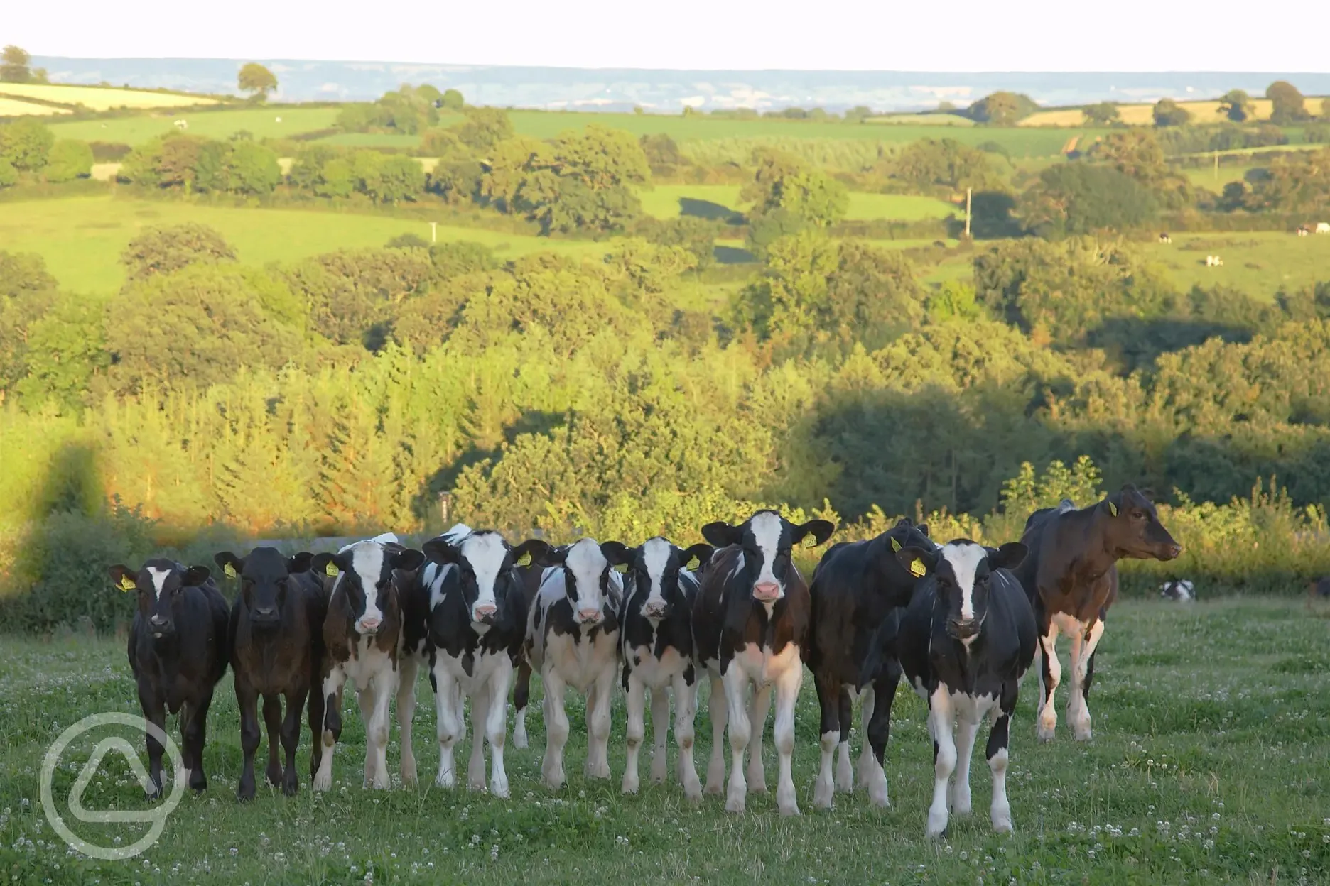 Cows at Billingsmoor