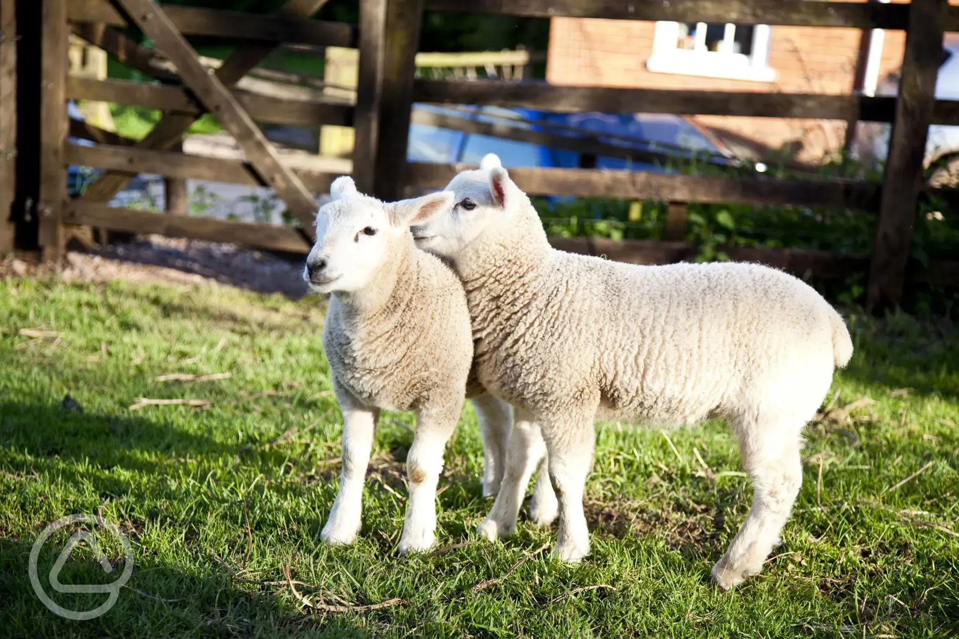 Lambs at Billingsmoor