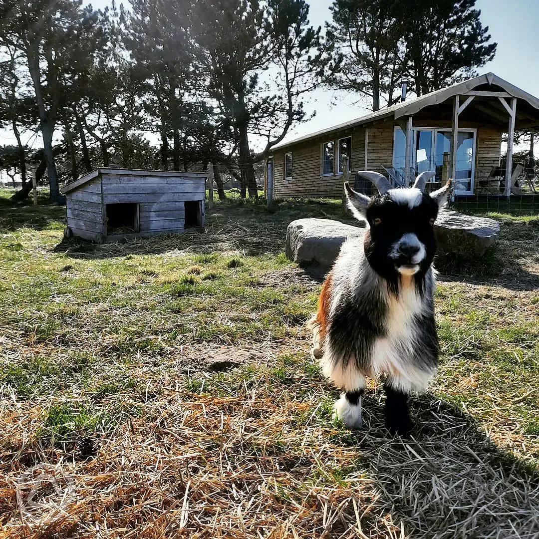Goats onsite