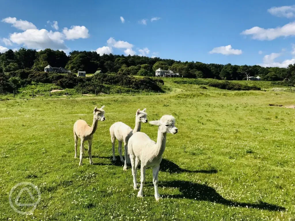 Alpacas