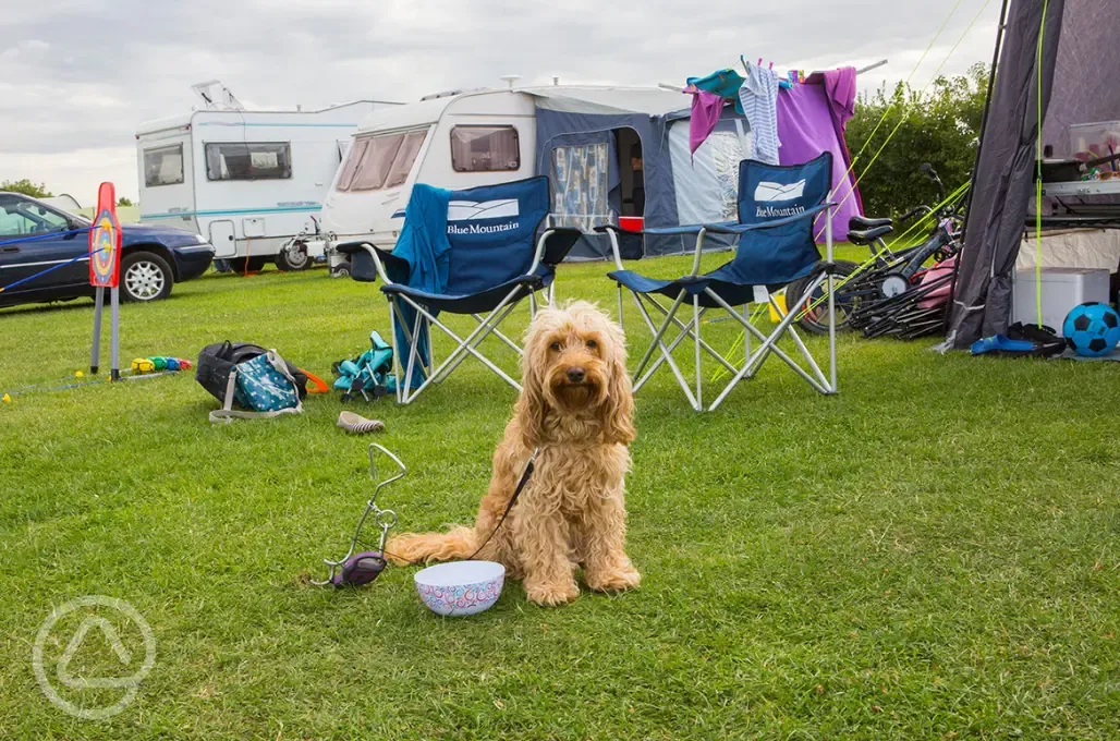 Dog friendly pitches