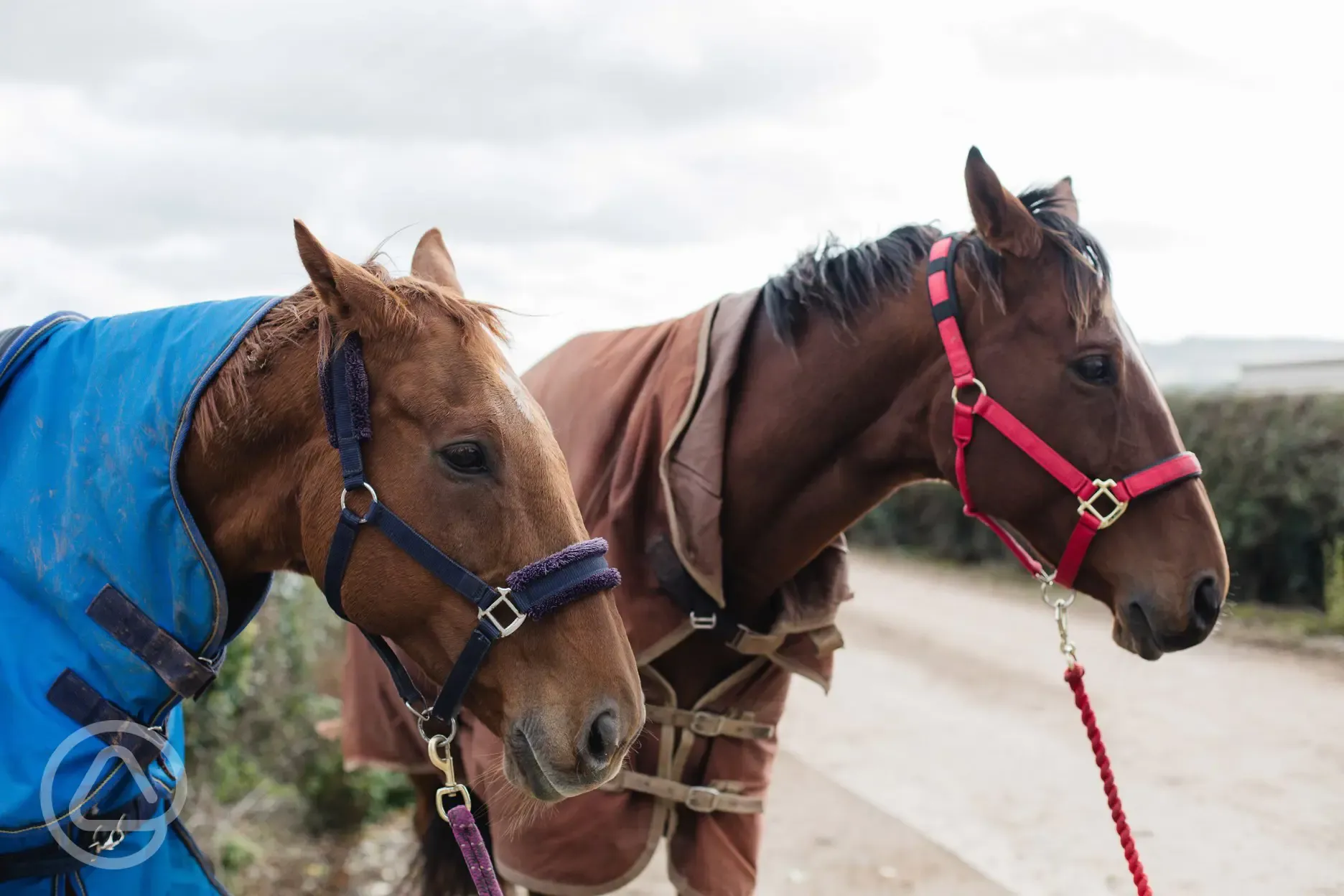 Horses