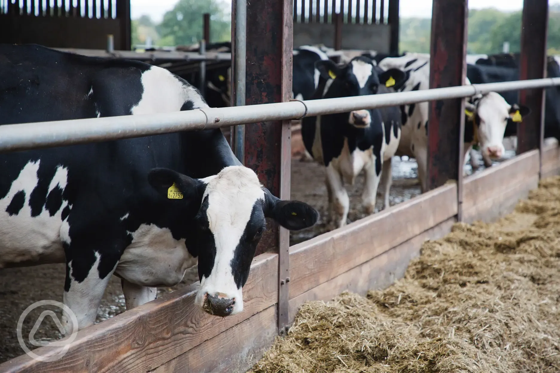 Dairy farm