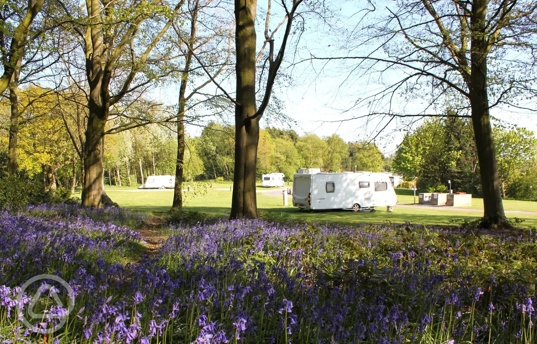 Grass pitches through the bluebells