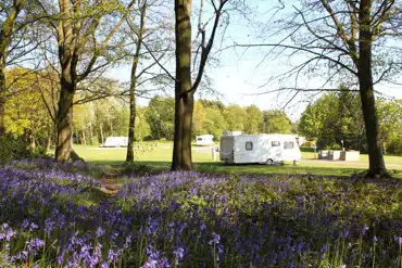 Grass pitches through the bluebells at St Helena's Caravan Park