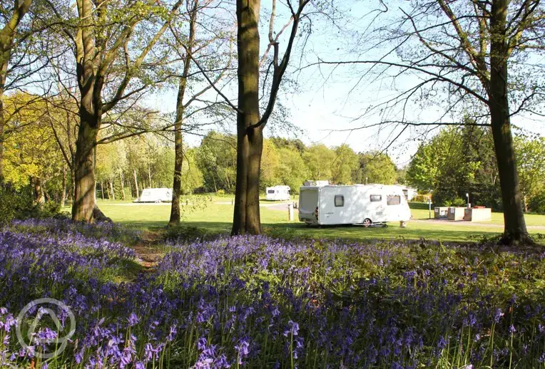 Grass pitches through the bluebells