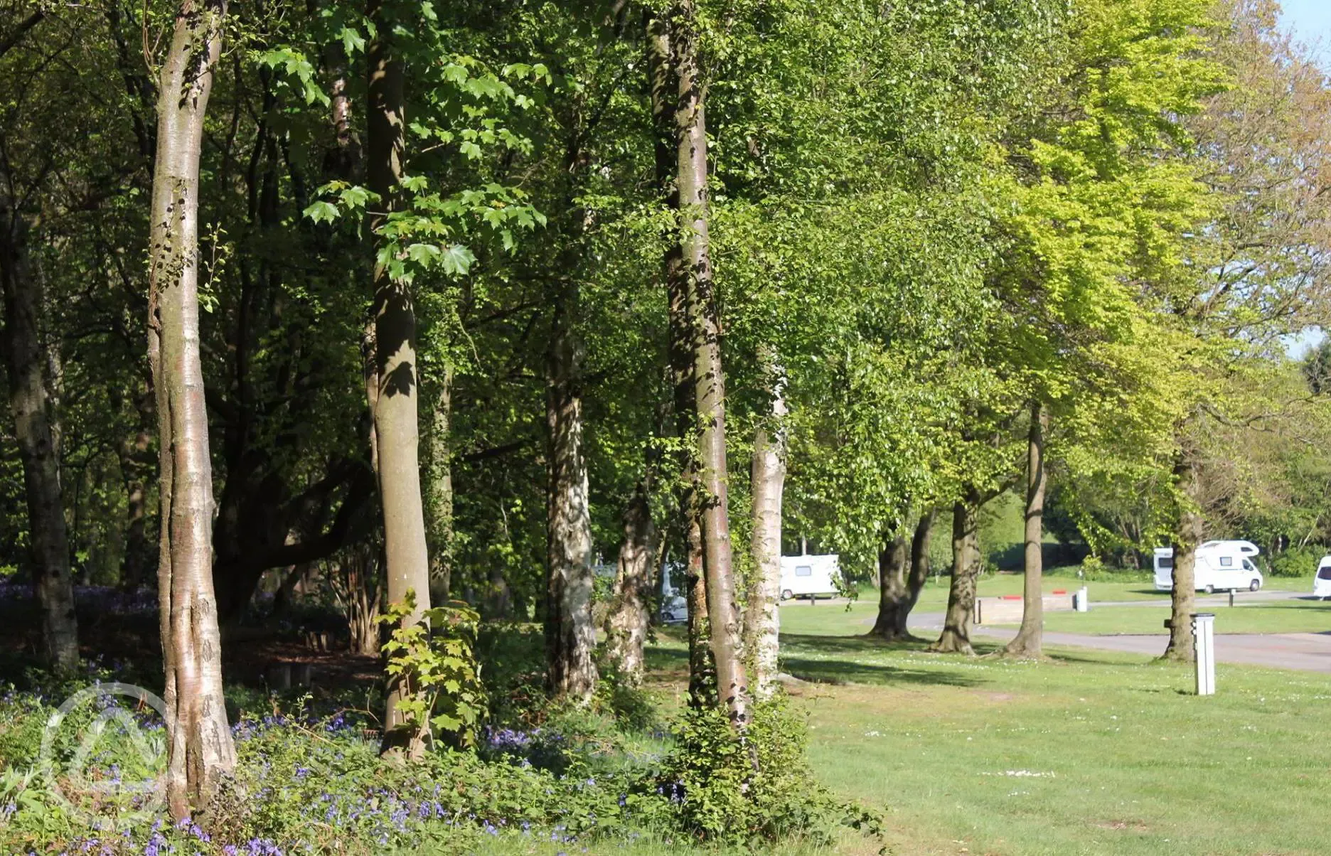 Grass pitches (optional electric) by the woodlands