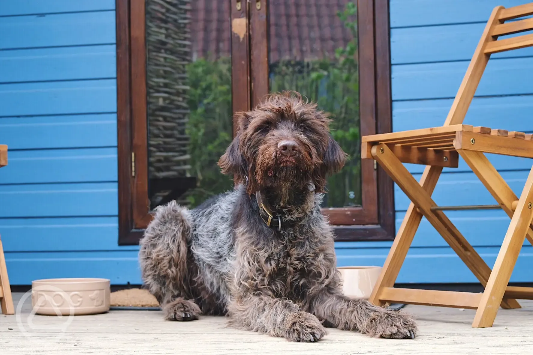 Dog Friendly Campsite