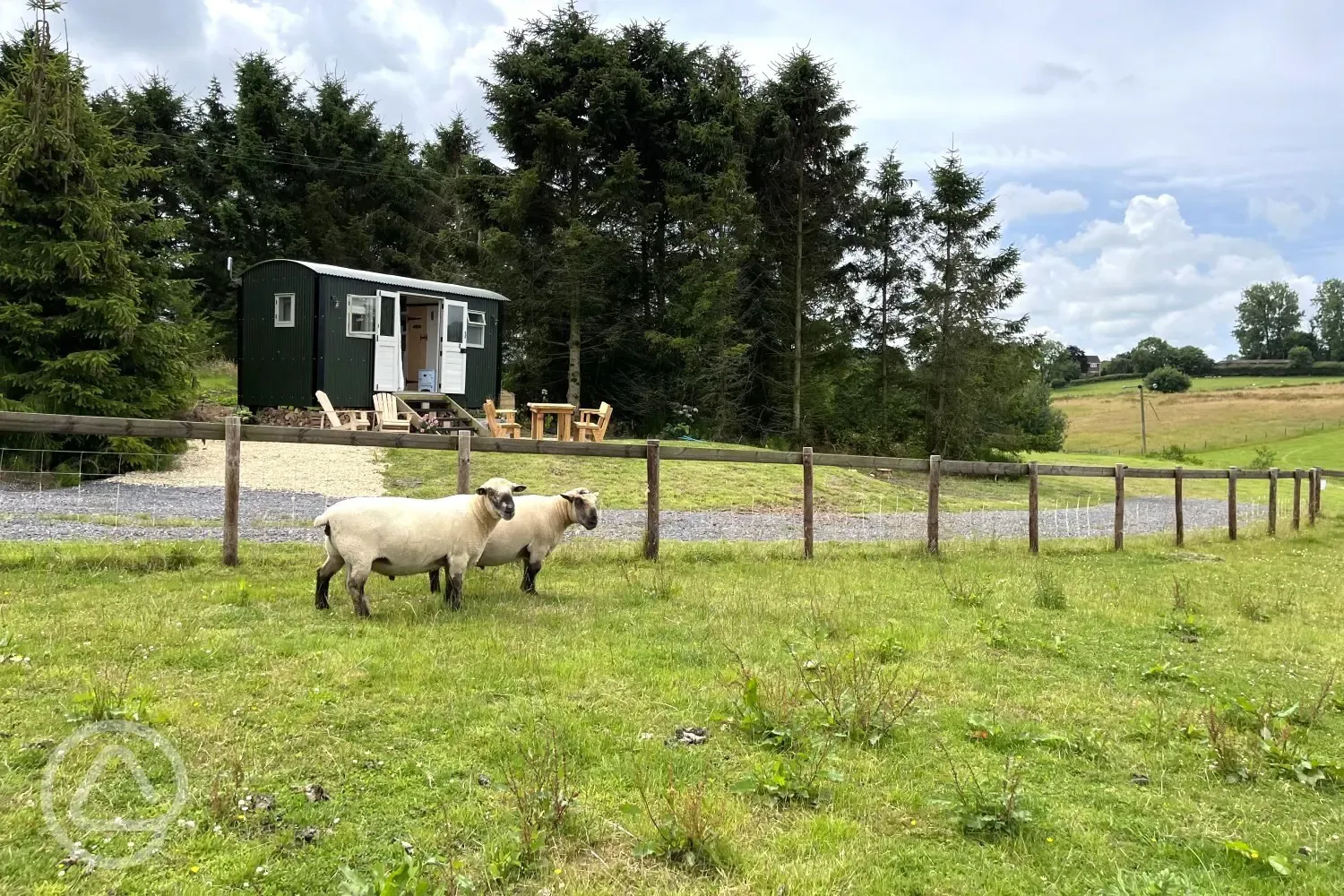 The Hector hut and sheep