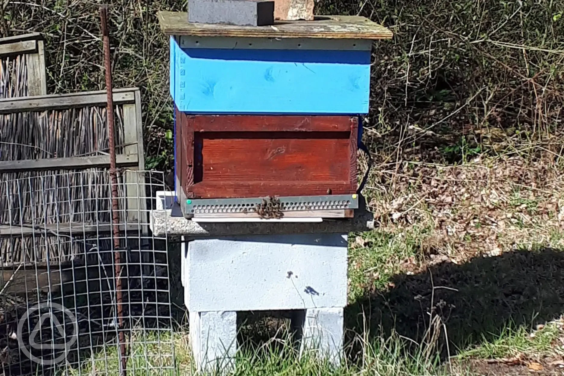 Onsite apiary