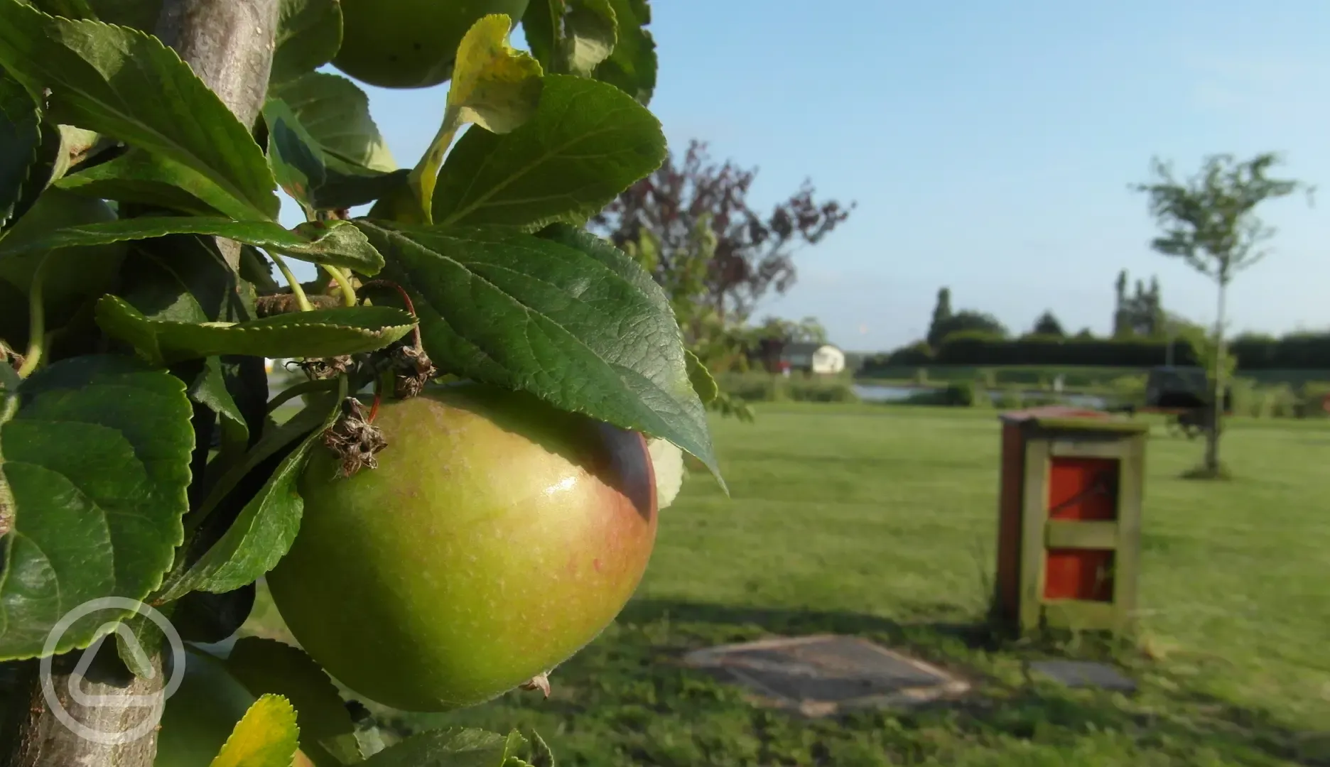 apple tree