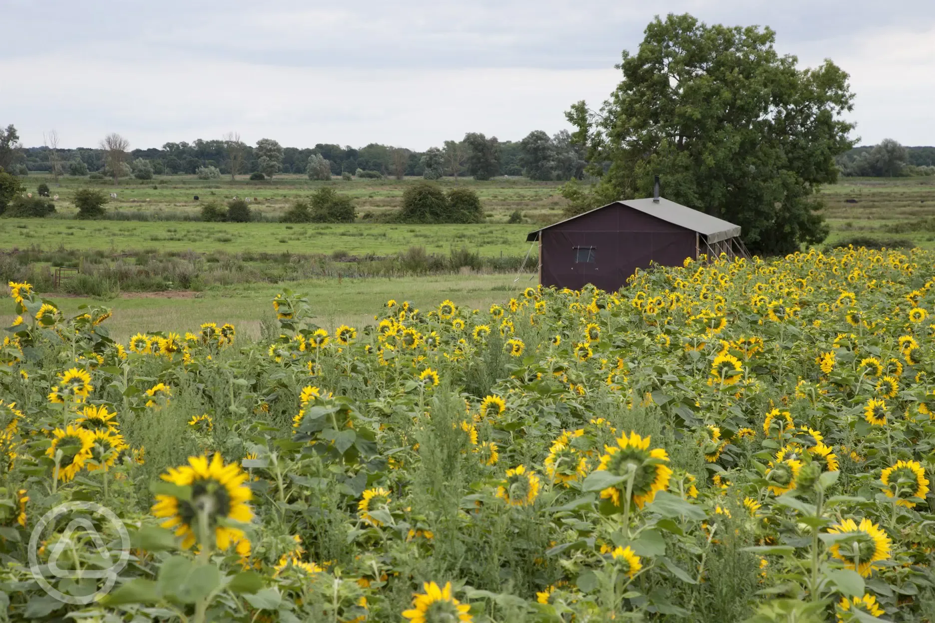 Sunflowers behind College Farm