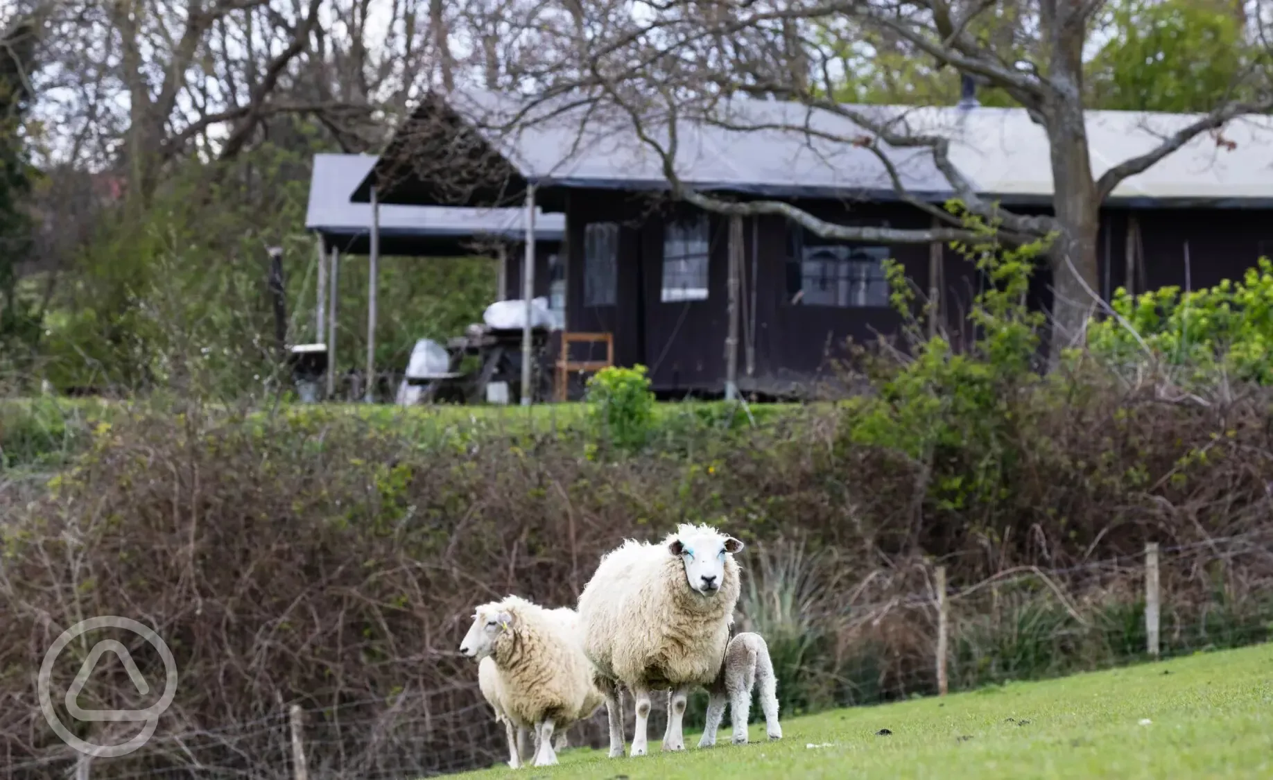 Sheep grazing in nearby field