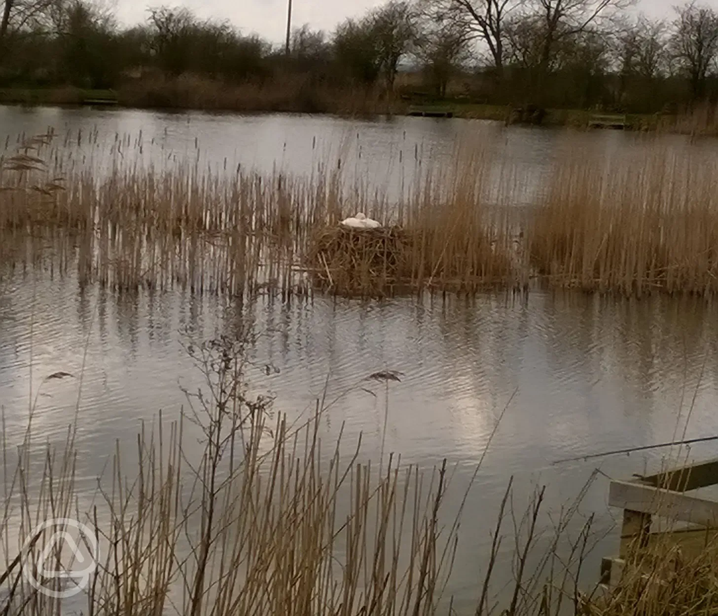 Nesting Swans Who Return Each Year