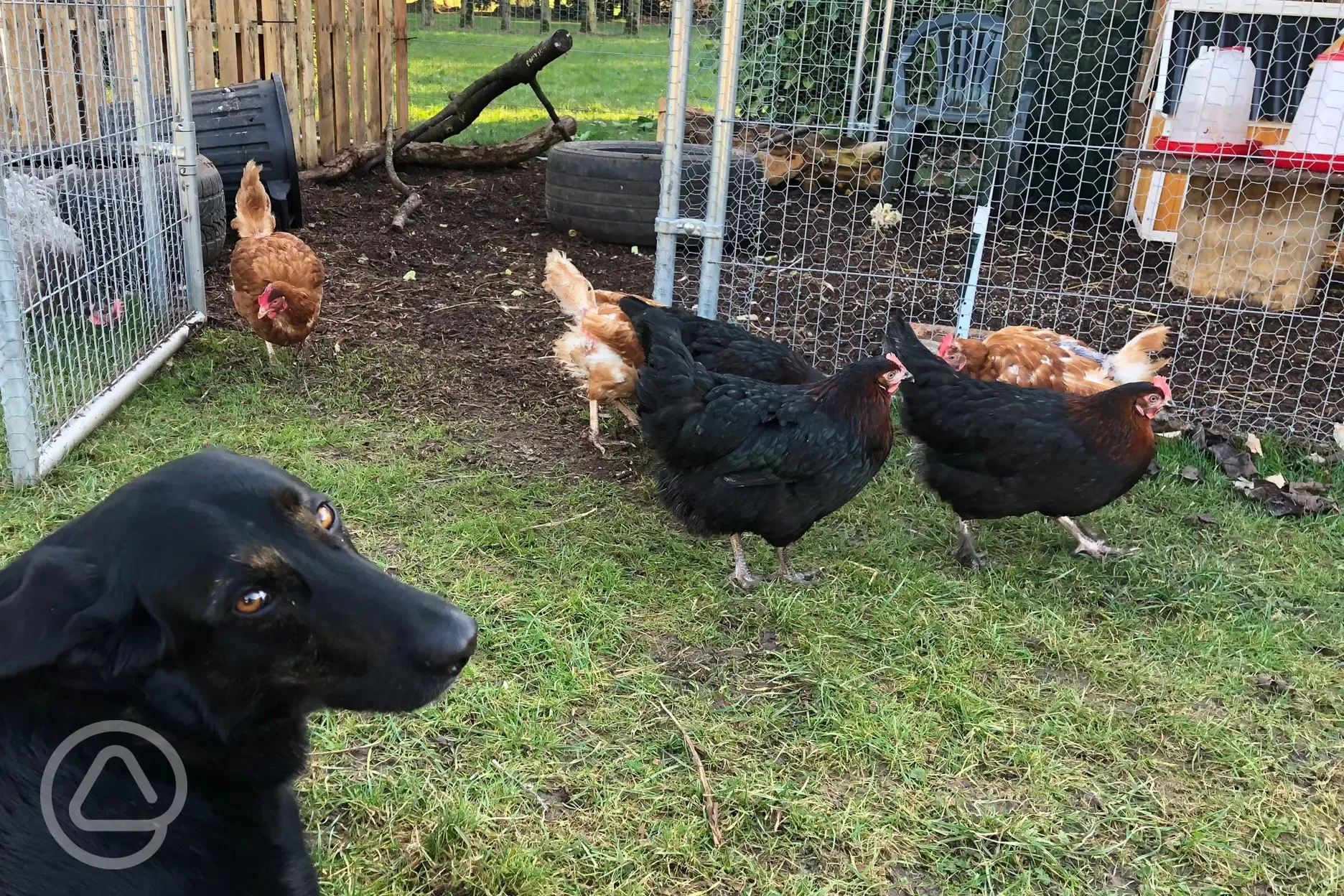 Chickens, and we have rabbits too!