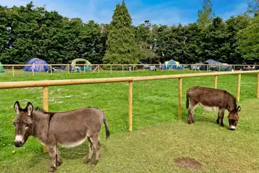 Miniature donkeys and pitches