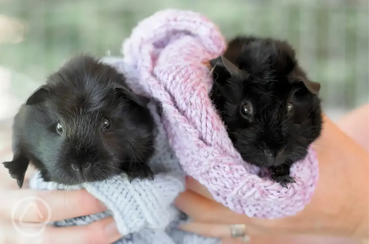 Guinea pigs