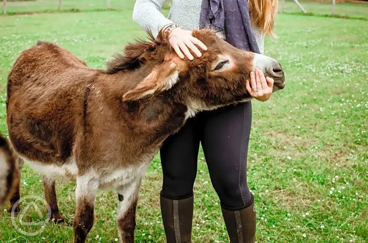 Donkeys onsite