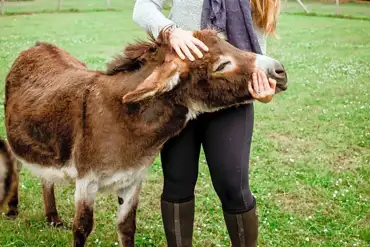 Donkeys onsite