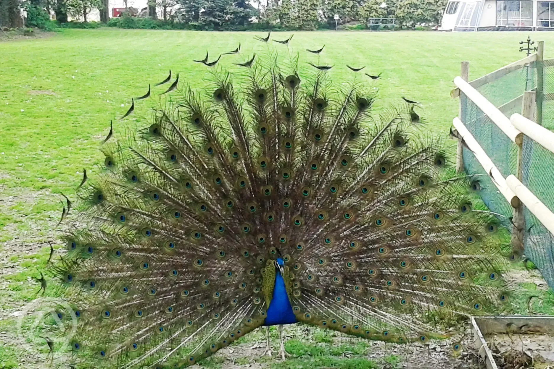 Oliver, our resident peacock