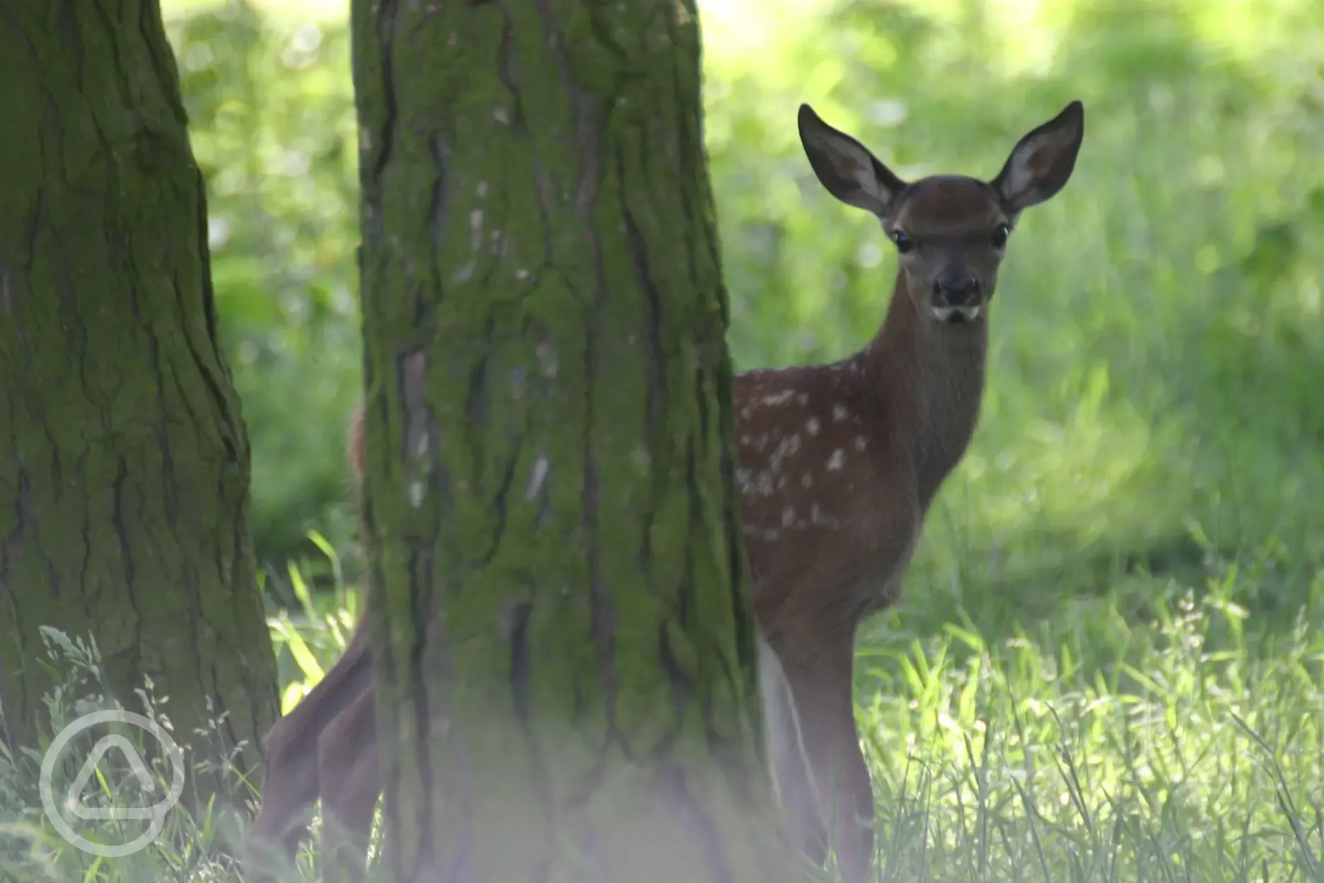 Deer at Normanby Hall Country Park