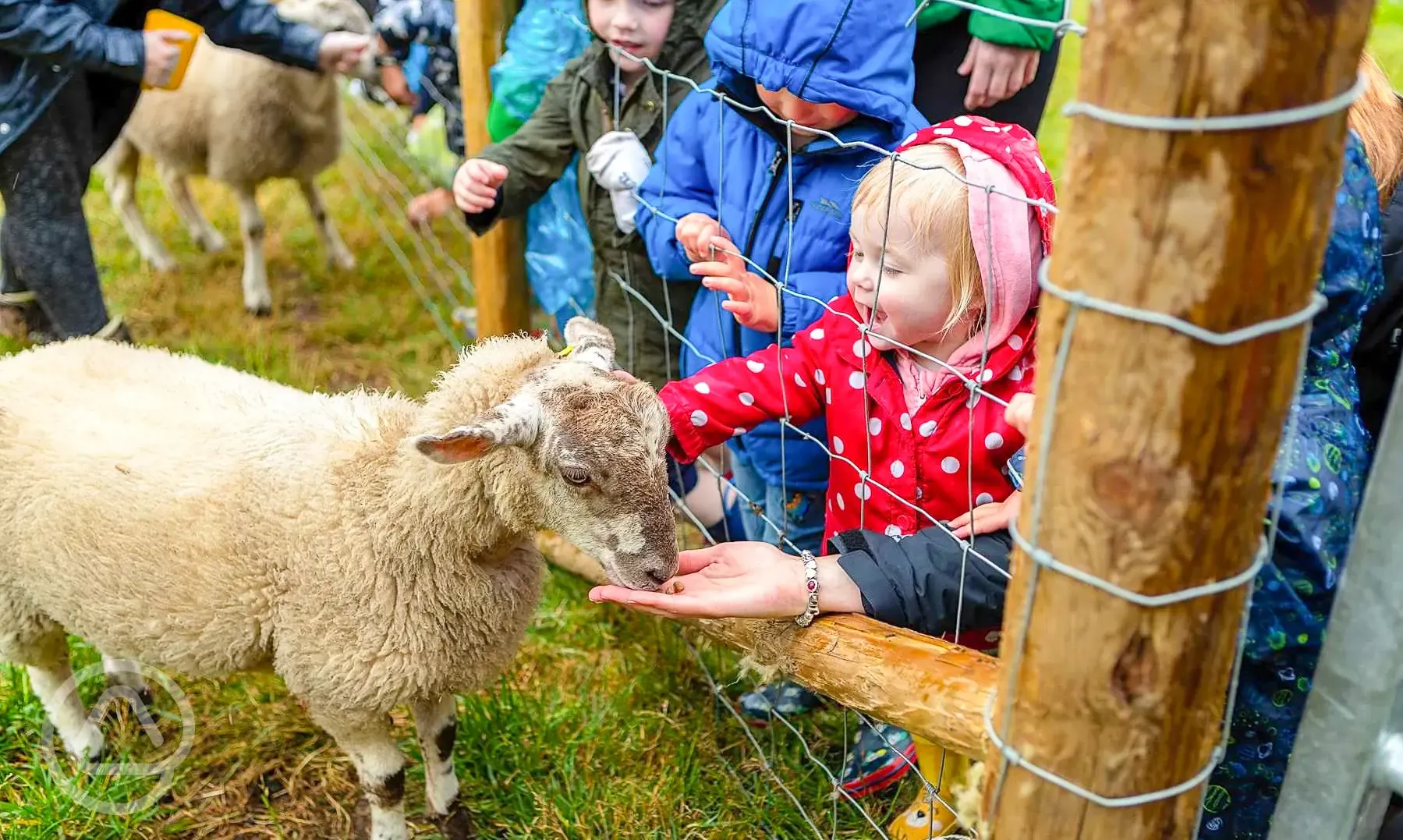 Family friendly goat feeding opportunities